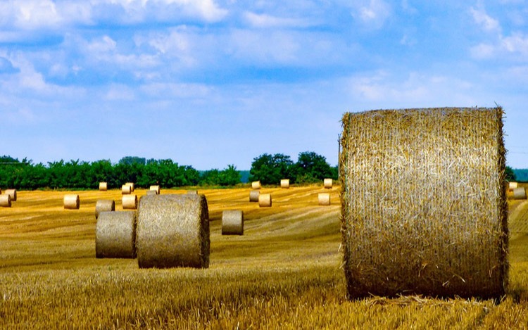 Retenciones agrícolas y desconcentración