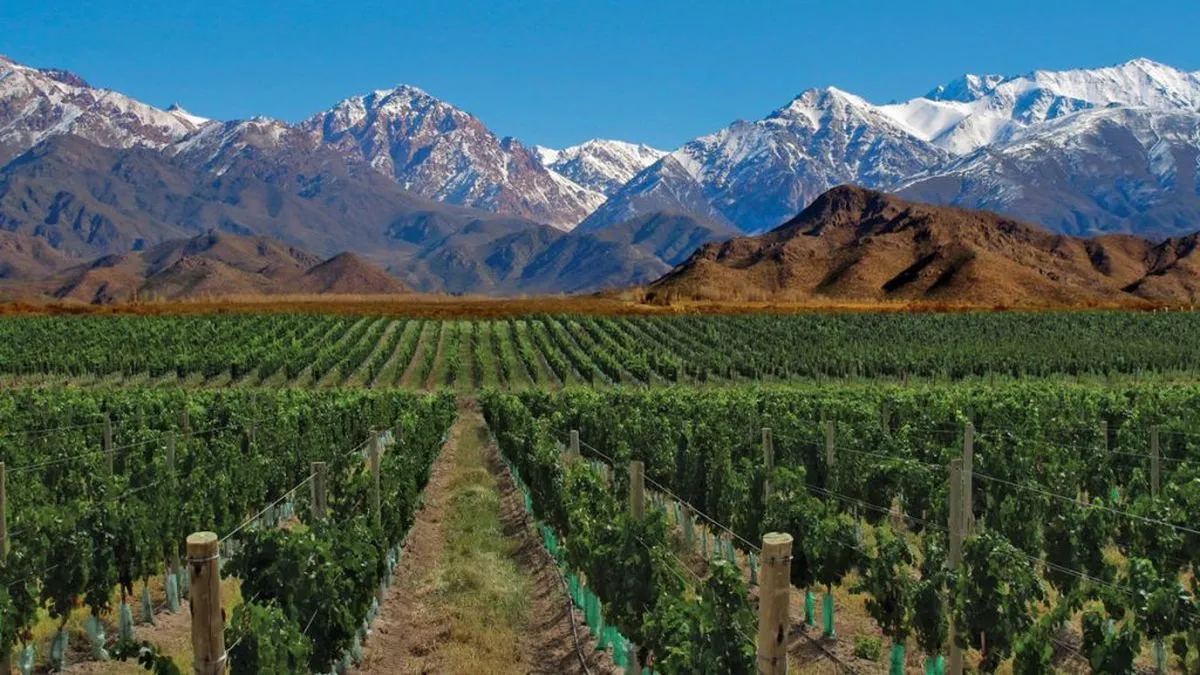 Bonarda Argentina del Oasis Sur mendocino