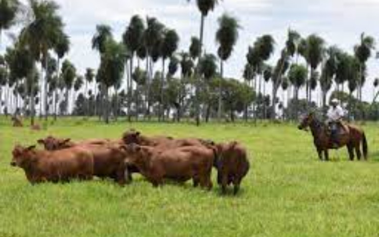 Preocupación de agropecuarios por las exigencias ambientalistas de la Unión Europea